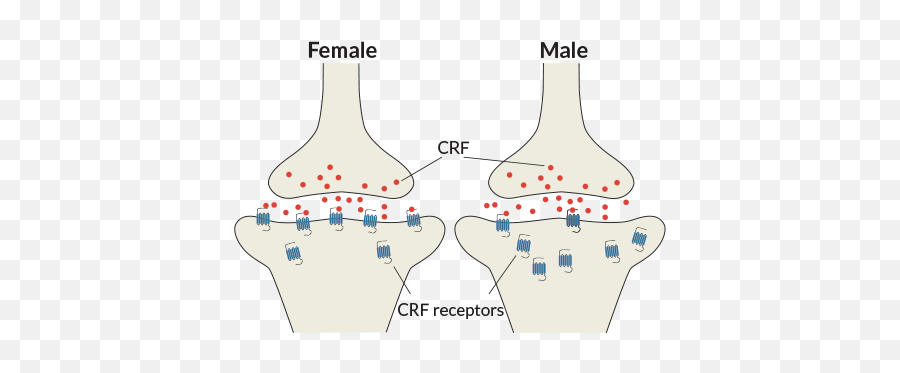 His Stress Is Not Like Her Stress Science News - Dot Emoji,Emotions And The Brain In Men And Women