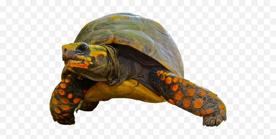 Turtle Png Official Psds - Transparent Background Turtle Png Gif Emoji,Sea Turtle Emoji