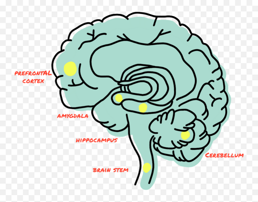Fastest Brain Amygdala Prefrontal Cortex Emoji,Prefontal Cortex And Emotion