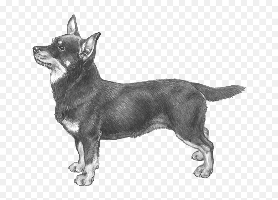 Lancashire Heeler - Pedigree Breeds Dogwellnet Emoji,How To Get Target Dog Emojis