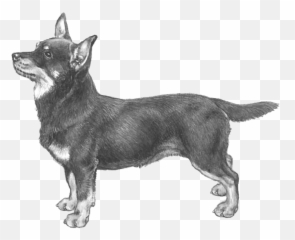 Lancashire Heeler - Pedigree Breeds Dogwellnet Emoji,How To Get Target Dog Emojis