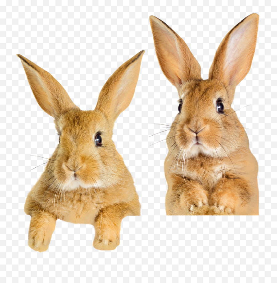 Excel Mature Rabbit With Cranberry U0026 Ginseng - Burgess Pet Care Emoji,Emotions Of Bunny