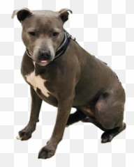 Popular And Trending Pit Bull Stickers Picsart - Collar Emoji,Pit Bull Emoji