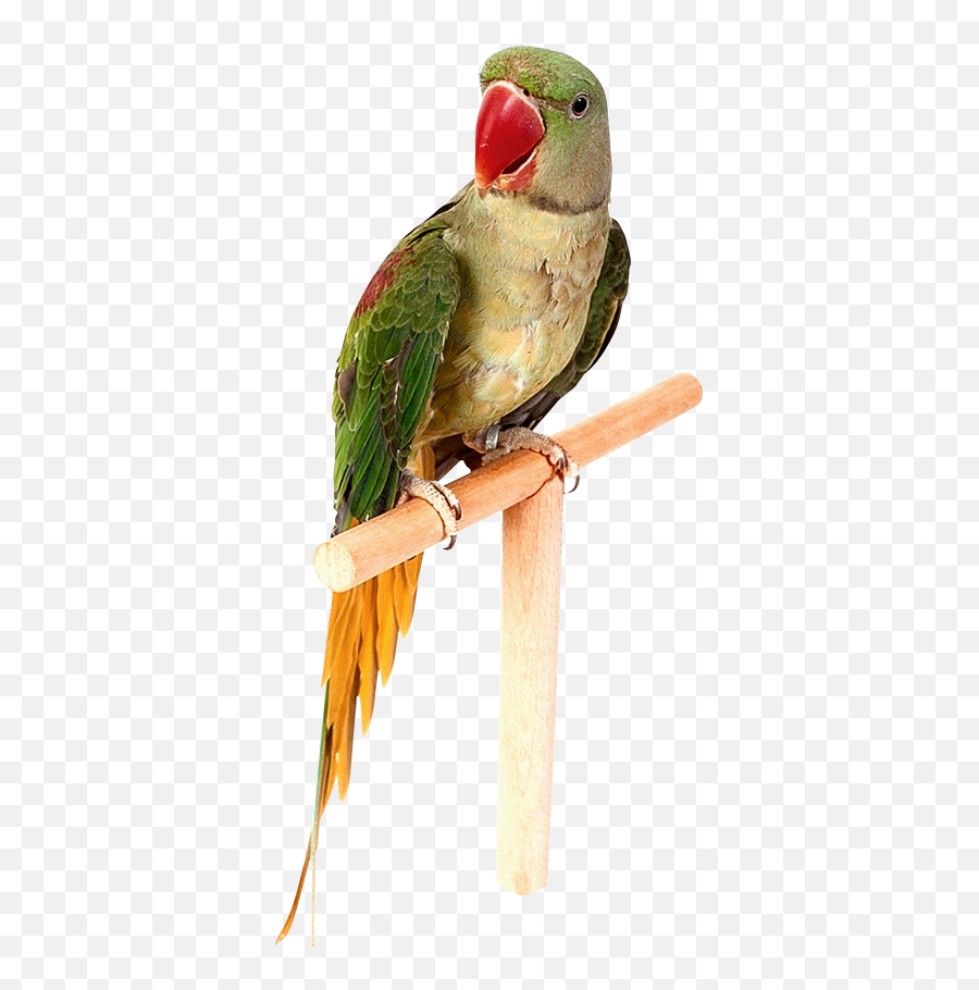 Parrot Png Images Free Pictures Download Emoji,Spinning Parrot Emoji