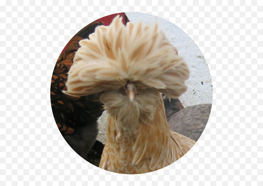 Meet The Animals Goronson Farm - Polish Chicken Emoji,Chicken Emotions