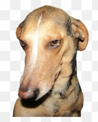 Dog Cutedog Funnydog Hound Sticker - Martingale Emoji,Greyhound Emoji