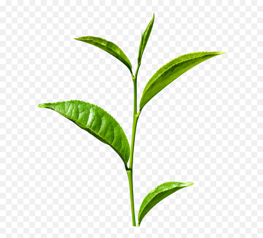 Green Tea Leaf Png Clipart - Leaf Green Tea Png Emoji,Frog Sipping Tea Emoji