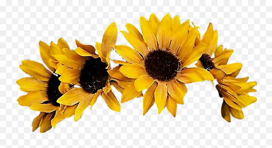 Sunflower Flower Crown Png - Sunflower Flower Crown Png Emoji,Sunflower Emoji