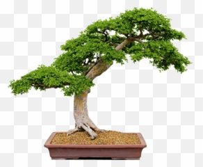 Inborn Voice Method - Grow Pomegranate Bonsai From Seed Emoji,Voices Of Emotions In Inside Out