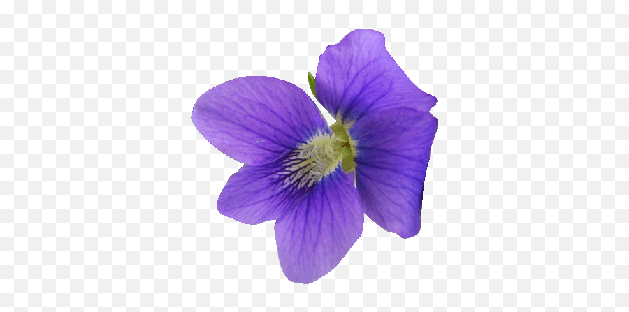 About Us Sigma Kappa - Marsh Blue Violet Emoji,Violet Flower Emoji