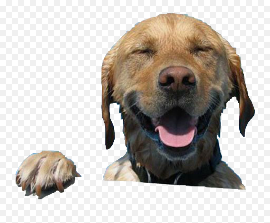 The Most Edited Happydog Picsart Emoji,Growling Puppy Emoji The Most Edited Happydog Picsart Emoji,Growling Puppy Emoji