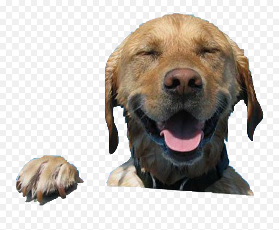 The Most Edited Happydog Picsart Emoji,Growling Puppy Emoji