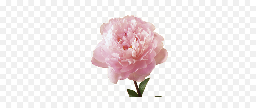 Anniversary Flower Meanings - Peony Transparent Background Emoji,Deep Emotion Rose Bouquet Ftd