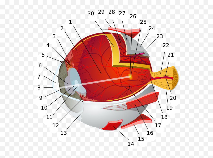 Macroevolution Microevolution And Chemistry The Devil Is - Human Eye In Sinhala Emoji,Guess The Emoji Skull And Eyes