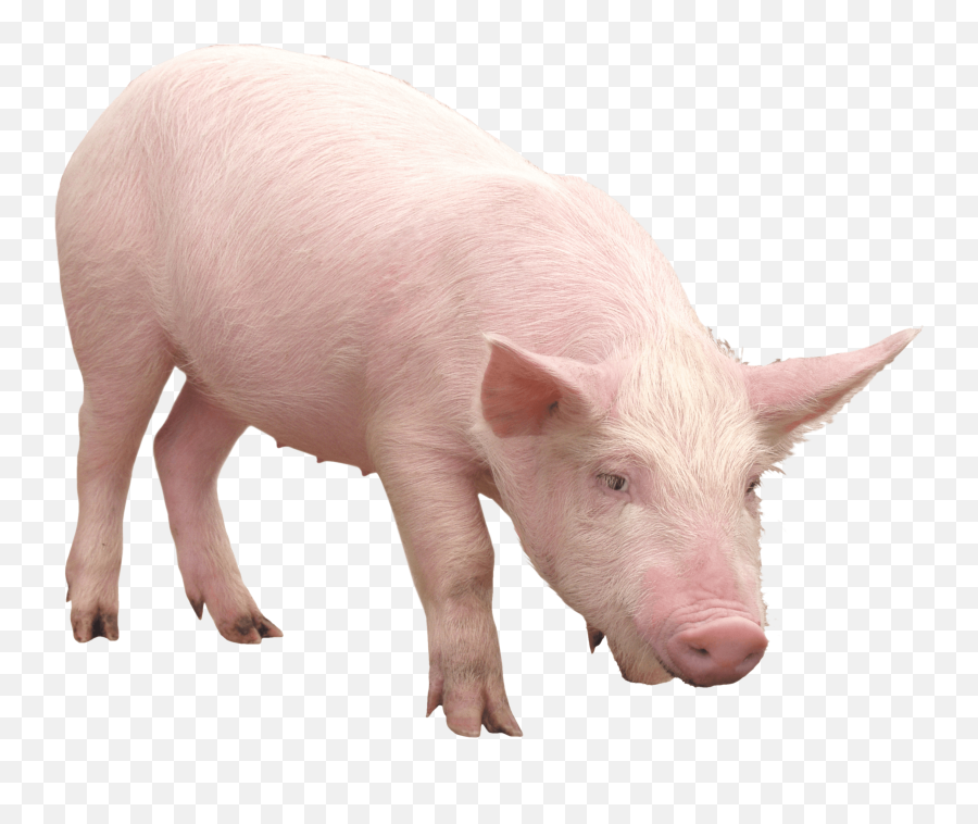 Pig Face Transparent Page 1 - Line17qqcom Transparent Background Pig Png Emoji,Guinea Pig Emoji