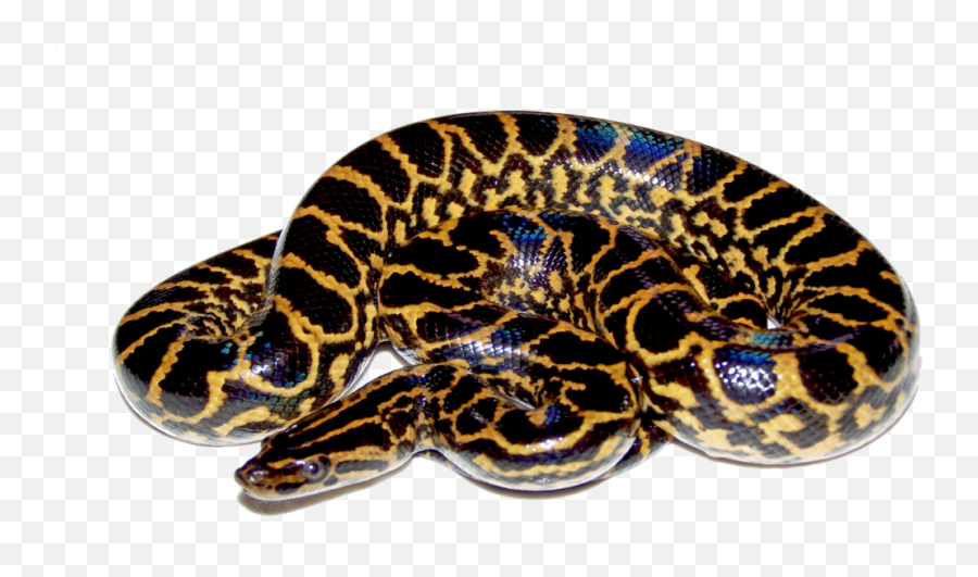 Grande Negro Y Amarillo Serpiente Png - Anaconda Snake White Background Emoji,Emojis Whatsapp Grandes
