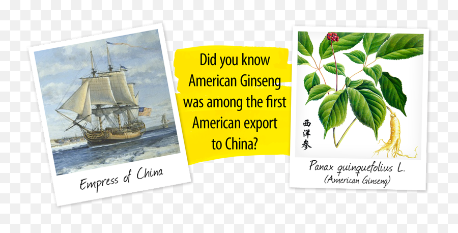 American Ginseng Drops - Language Emoji,Emotion Ship Elixir