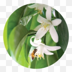 Rose De Mai Absolute - Lily Emoji,Emotions Green Mandarin