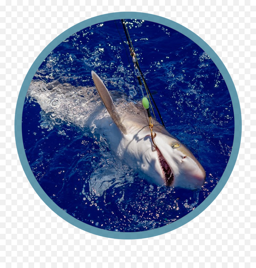 Shark Fishing Charters In Florida Charters Starting At 250 Emoji,Boating Beauties Emoticons