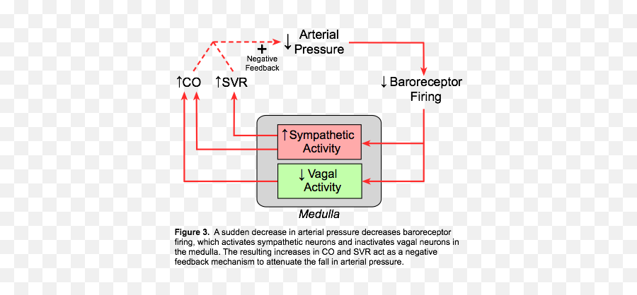 Cv Physiology Arterial Baroreceptors - Baroreceptors Reflex Emoji,Positive Emotions Are To ___________ As Negative Emotions Are To _______