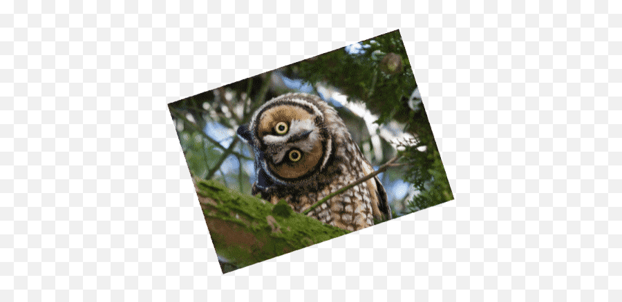 Top Dramatic Owl Stickers For Android - Great Grey Owl Emoji,Different Owl Emojis