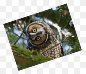 Top Dramatic Owl Stickers For Android - Great Grey Owl Emoji,Different Owl Emojis