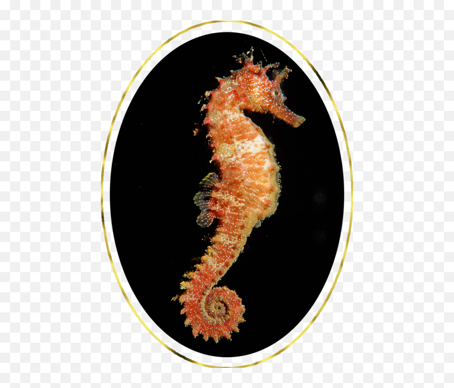 Leelas Of Adi Da Samraj - Northern Seahorse Emoji,Aerosmith Standing On The Corner Tail Bail Sweet Emotion