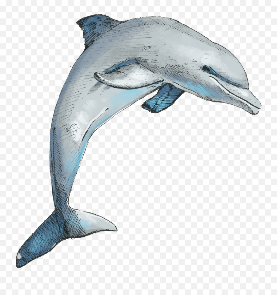 Uk Safari - Common Bottlenose Dolphin Emoji,Rare Dolphin Emoticon