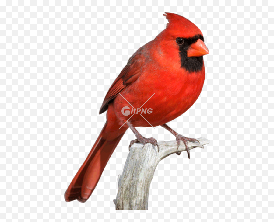 Download Cardinal Bird Png Svg Free - Transparent Cardinal Bird Png Emoji,Cardinal Bird Facebook Emoticon