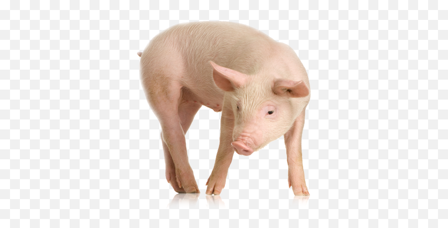 What Does A Maple Leaf And Pig Mean - Pig Pngimg Emoji,Guess The Emoji Level 8 Leaf And Pig