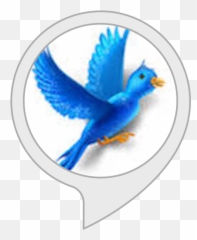 Amazoncom Spanish Jokes Alexa Skills Emoji,Dove Emoji
