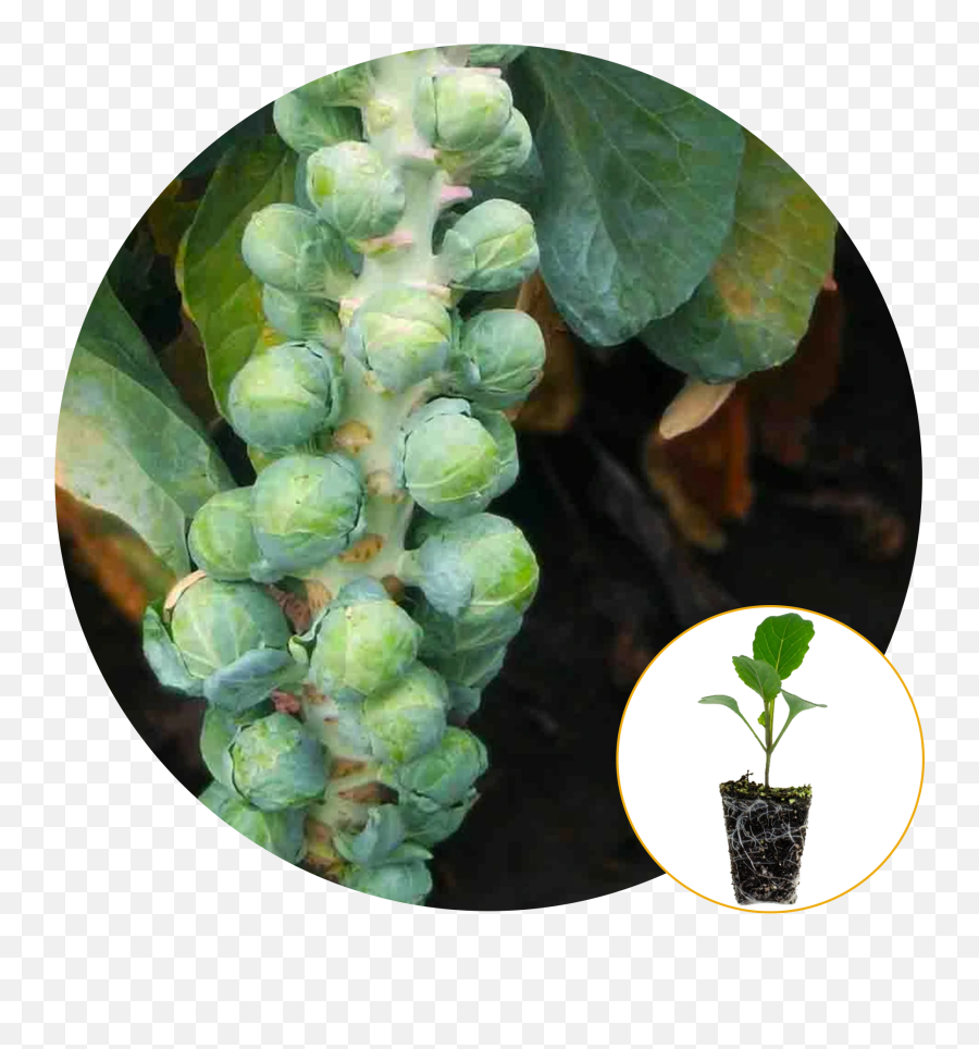 Ferry - Morse Plantlings Live Baby Plants 13in Long Island Green Brussels Sprouts 3pack Emoji,Plant Emoji In Pot