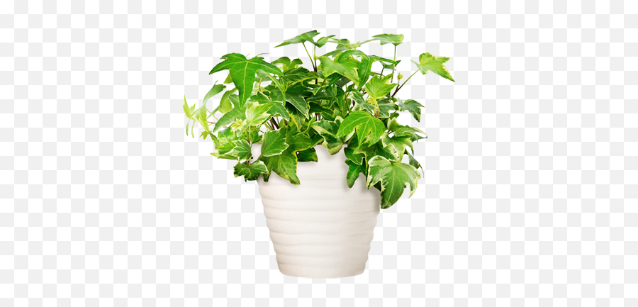Potted Plant - Potted Plant Transparent Emoji,Potted Plant Emoji