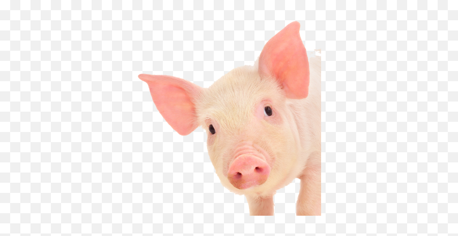 Near Pig Face Free Download - 29622 Transparentpng Pig Ears On Pig Emoji,Pig Emoji Png