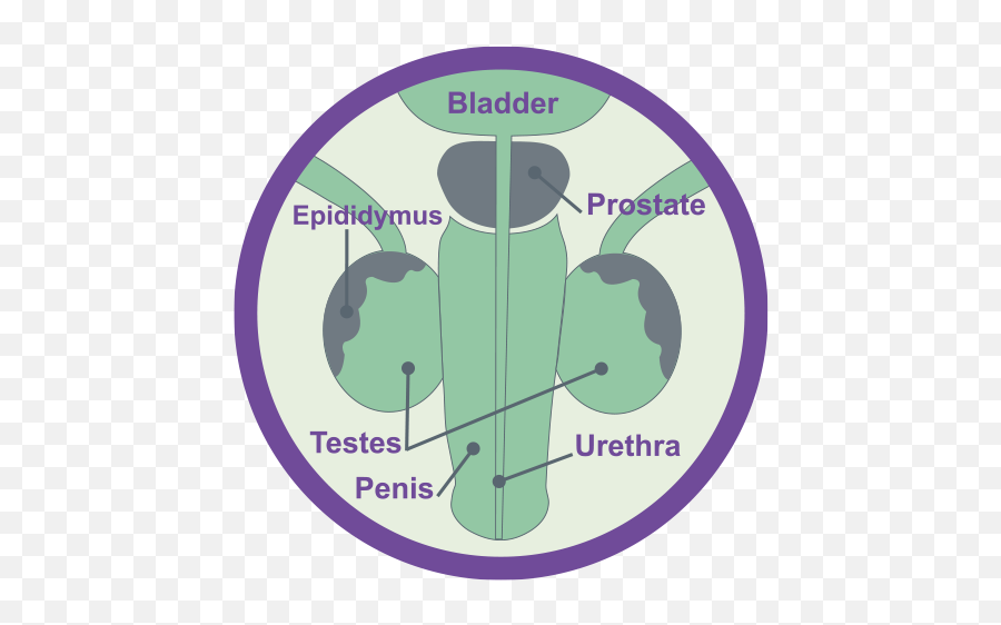 Testicles - Language Emoji,Swollen Testicles Emotions