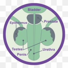 Testicles - Language Emoji,Swollen Testicles Emotions