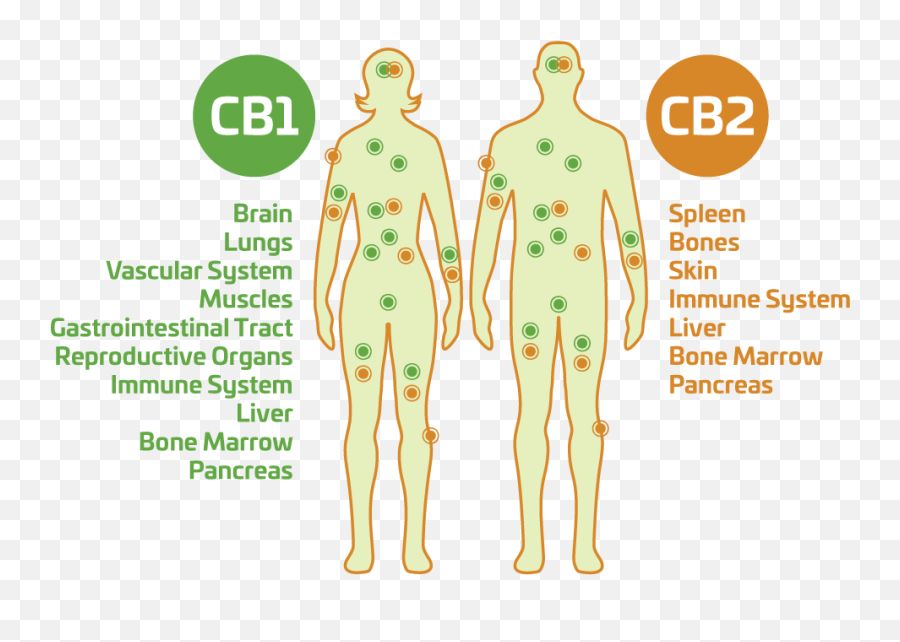 How Can Cbd Water Help Me Oc Wellness Solutions Emoji,Emotions Spleen Pancreas