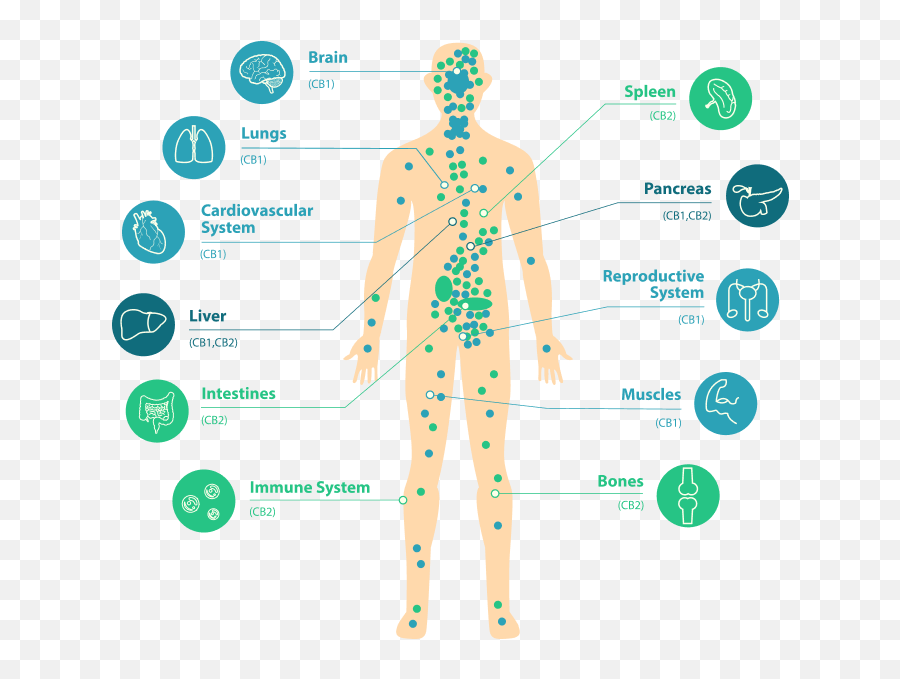 2020 Guidelines For The Newest - Does Cbd Work In The Body Emoji,Work Emotion T7r G35