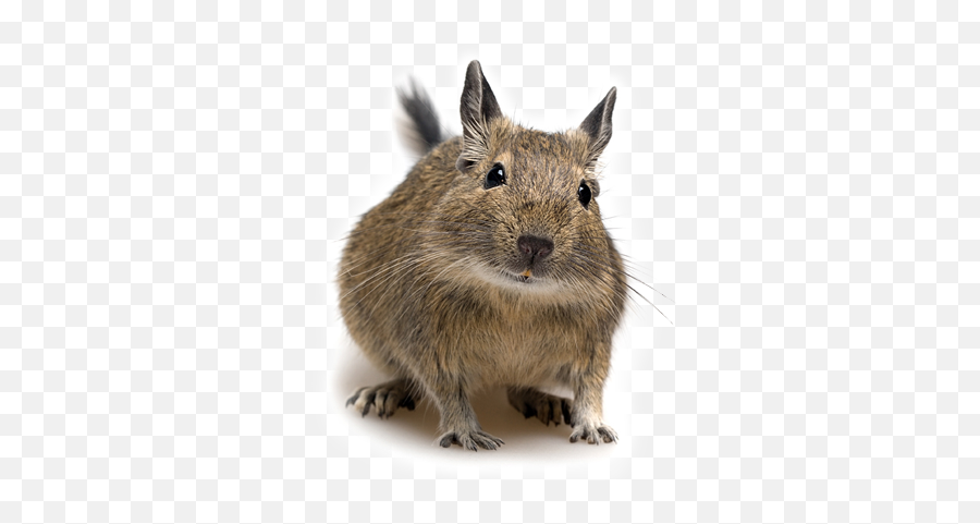 2017 - Degu Pet Emoji,Emotion And Existentialism Jean Paul Sartre 2017 - Degu Pet Emoji,Emotion And Existentialism Jean Paul Sartre