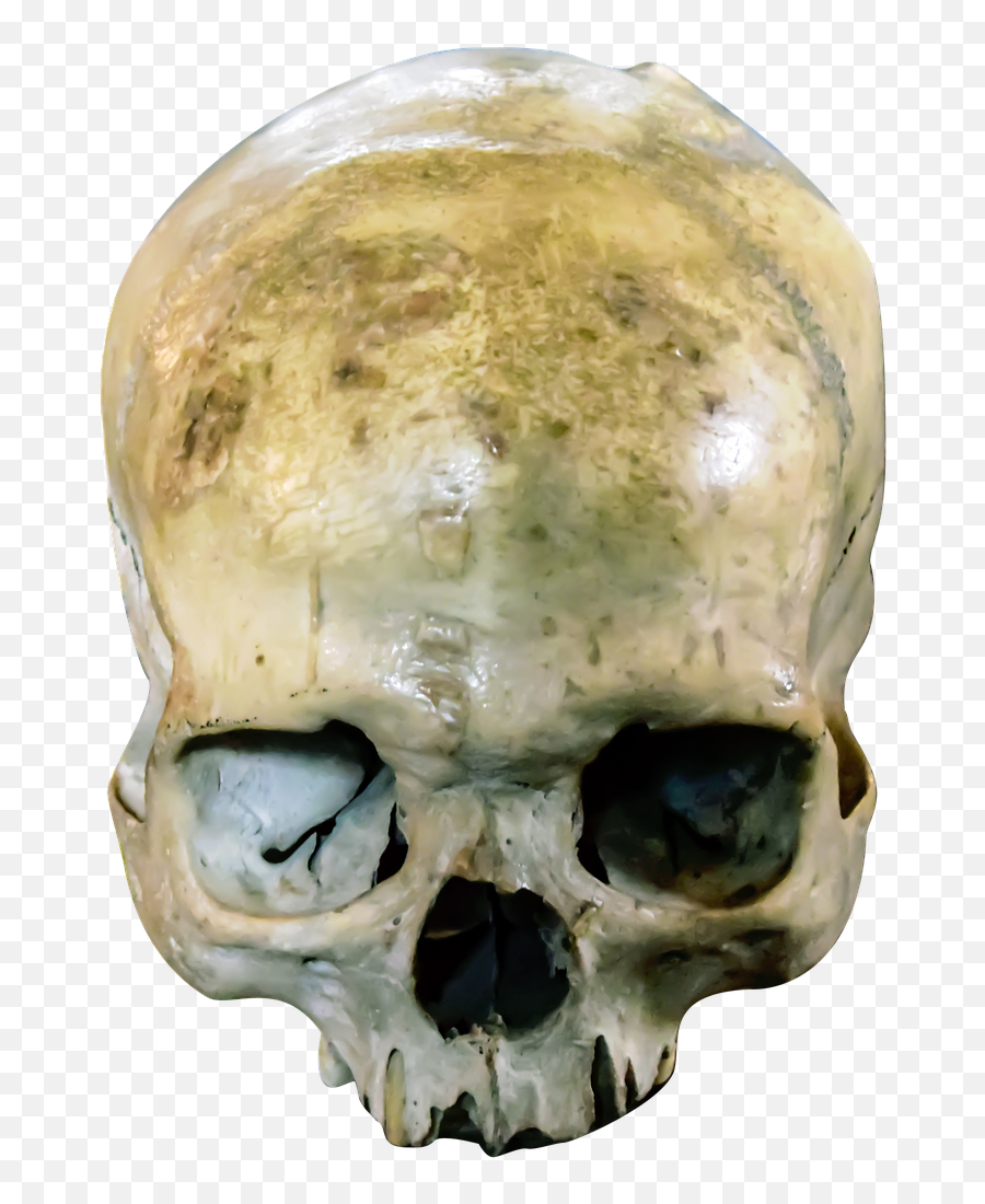 Skull Head Dead Horror Bone Human - Scary Emoji,Emotions Of A Skull