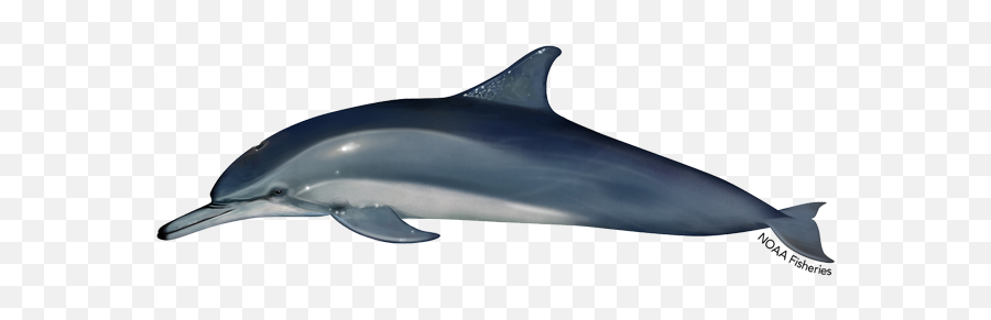 Atlantic Spotted Dolphin - Noaa Dolphin Emoji,Rare Dolphin Emoticon