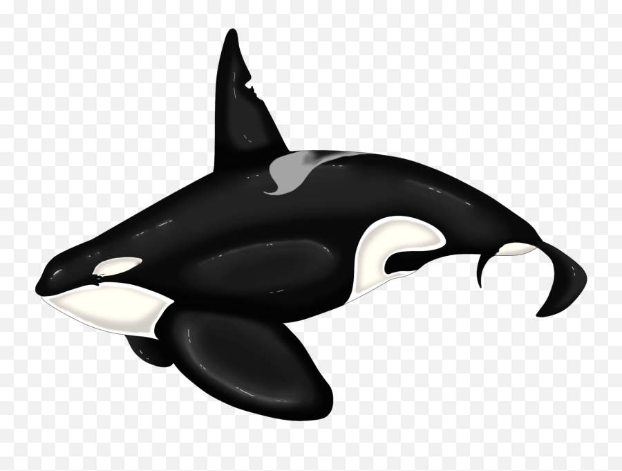 Killer Whale Dolphin Beluga Whale - Keiko Orca Ilistration Emoji,Free And Whale Emoji