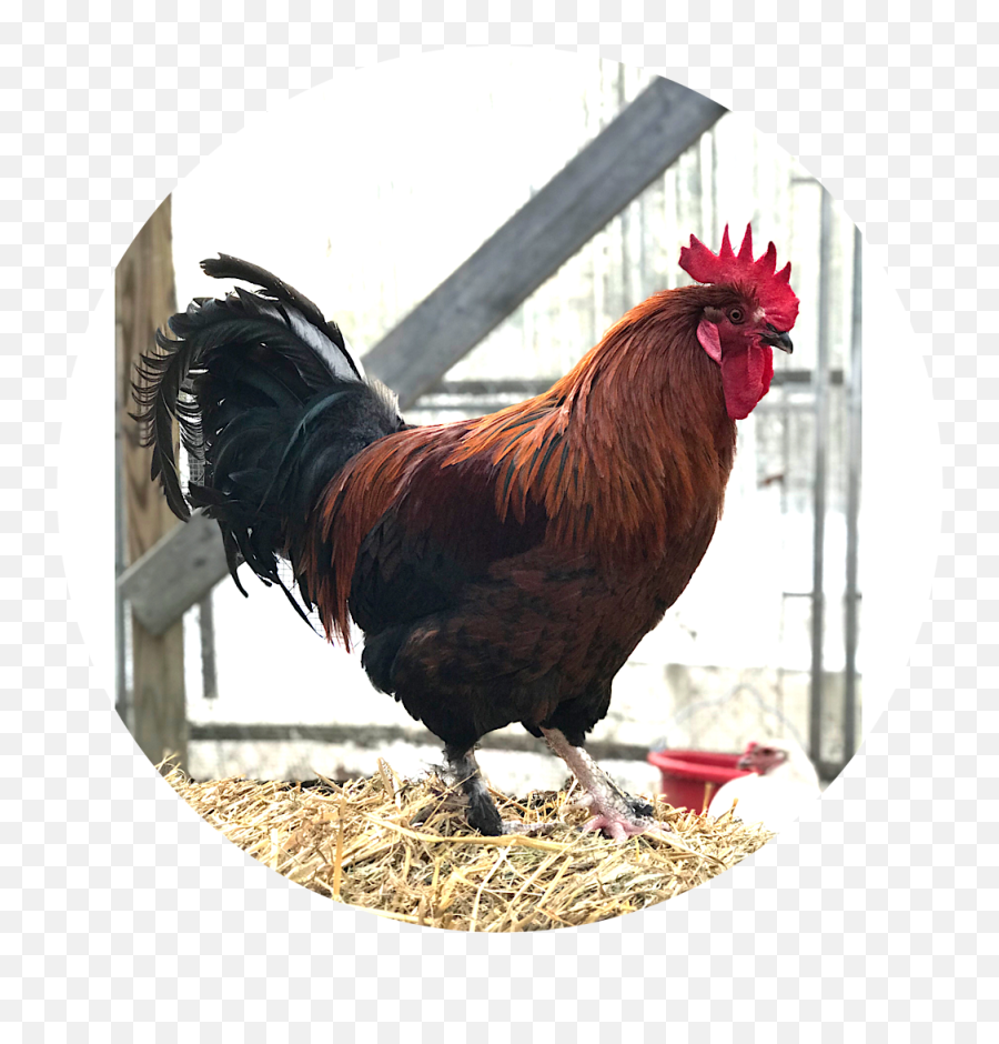 Meet The Animals U2014 Goronson Farm Emoji,Facebook Emotions Chickens