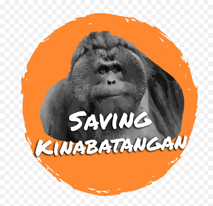 Primates Of Kinabatangan - Language Emoji,Orangutan Showing Emotions