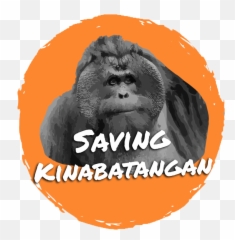 Primates Of Kinabatangan - Language Emoji,Orangutan Showing Emotions