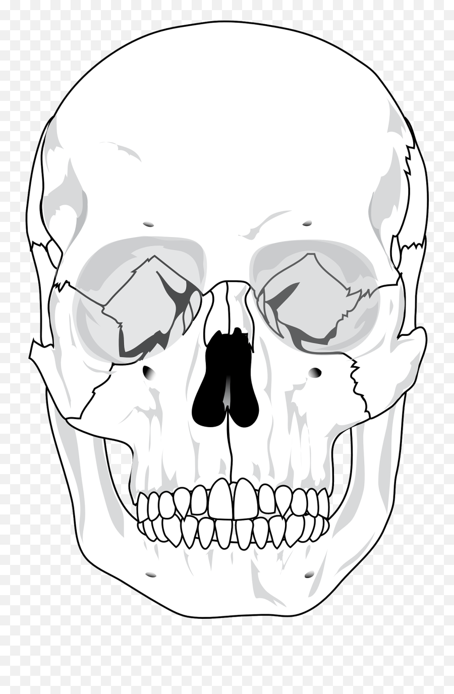 Skull Human Drawing Free Image Download - Many Bones Are Present In Human Skull Emoji,Emotions Of A Skull