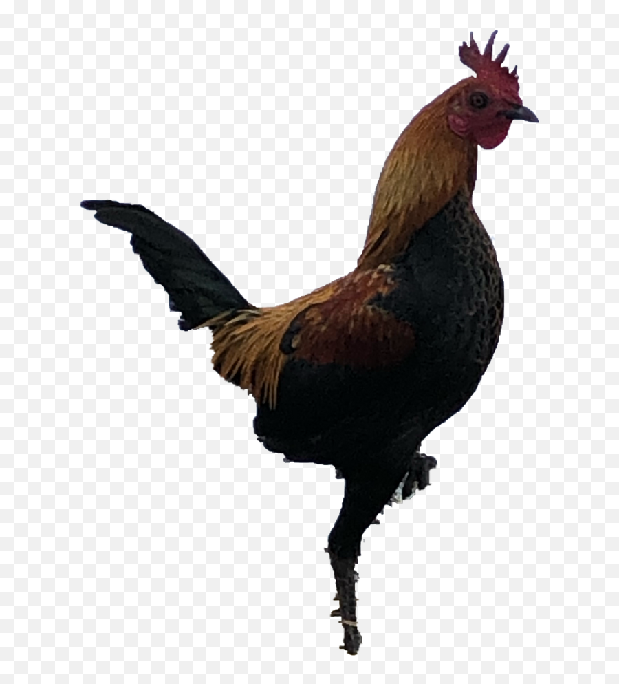 Our Chickens Cheerful Chickens Nr Chichester Sussex - Turul Monument Emoji,Facebook Emotions Chickens