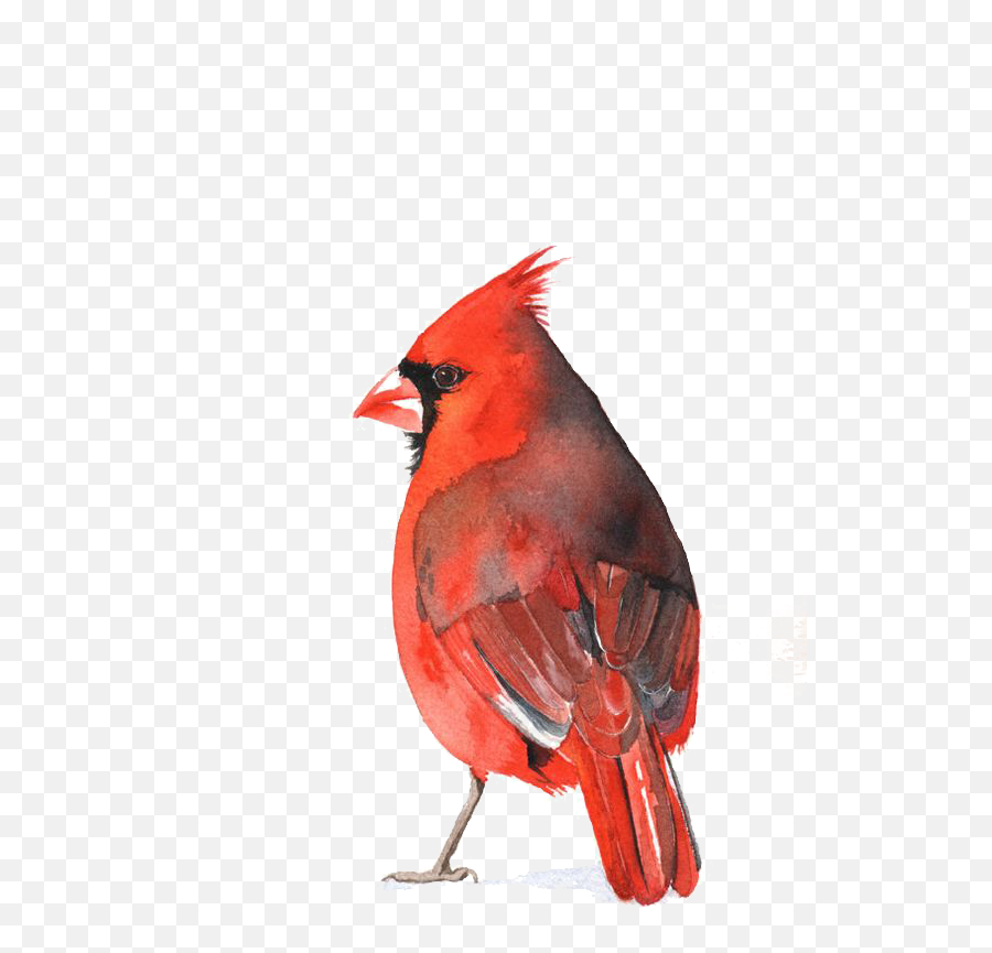 Download Cardinal Bird Png - Cardinal Bird Watercolor Png Emoji,Cardinal Bird Facebook Emoticon