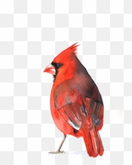 Download Cardinal Bird Png - Cardinal Bird Watercolor Png Emoji,Cardinal Bird Facebook Emoticon