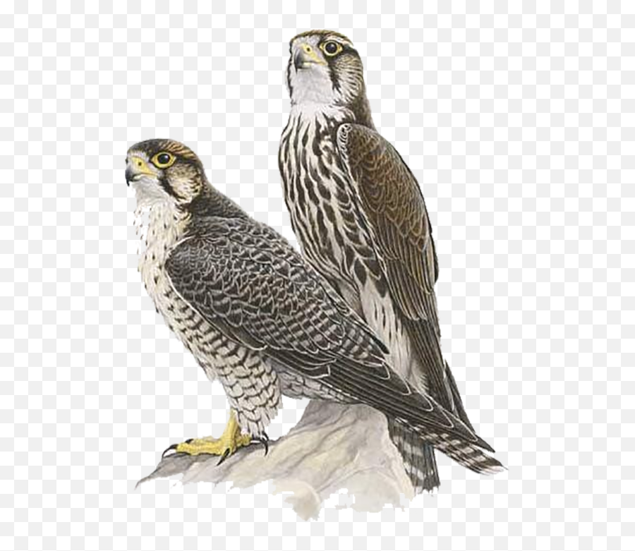 Couple Falcon Transparent Png Images - Yourpngcom Emoji,Falcons Emojis